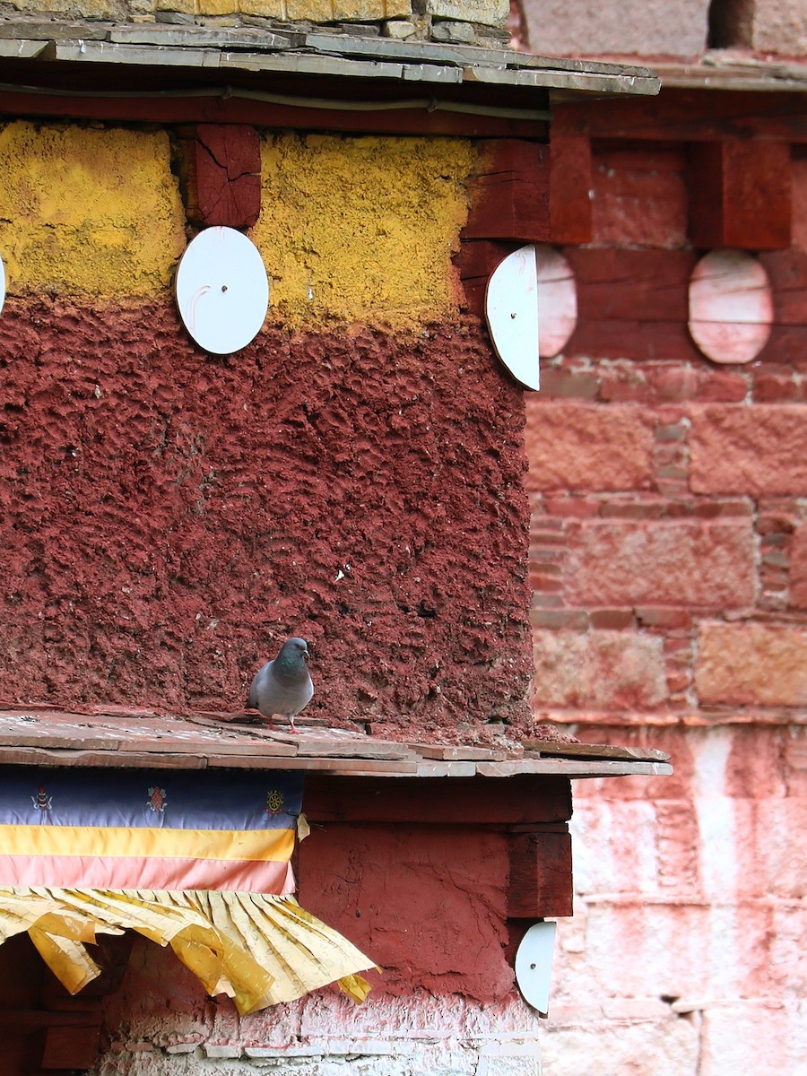 Hill Pigeon - ML625788986