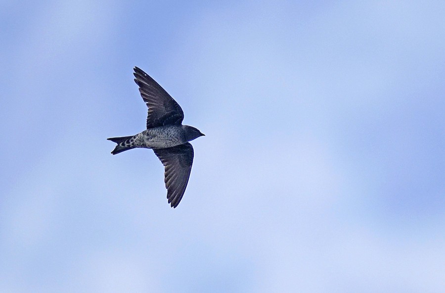 Purple/Southern Martin - eBird
