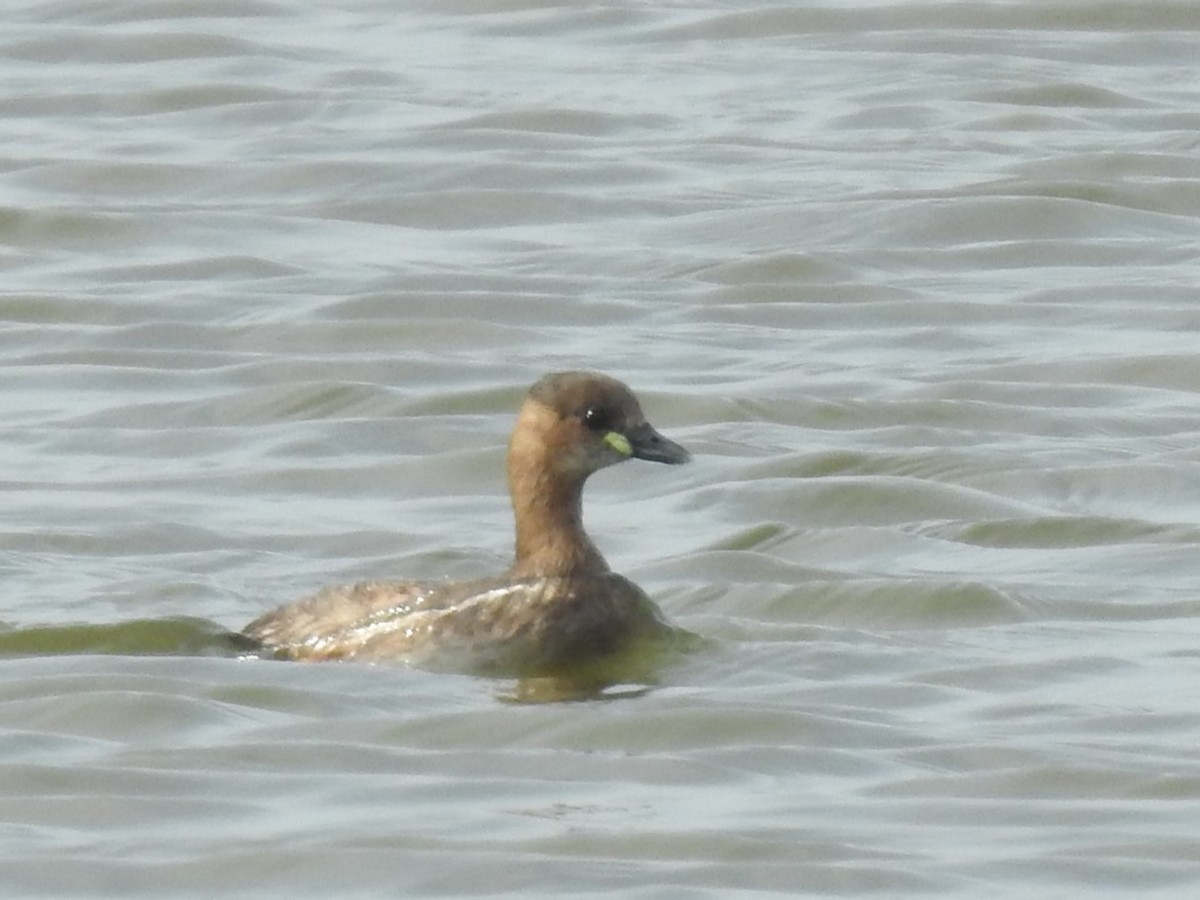 Little Grebe - ML625789070