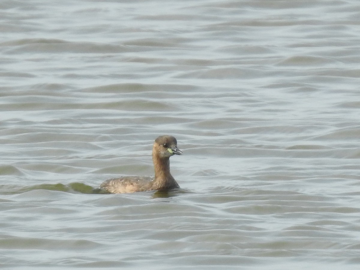 Little Grebe - ML625789071