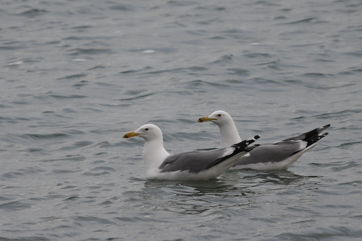 Caspian Gull - ML625789078