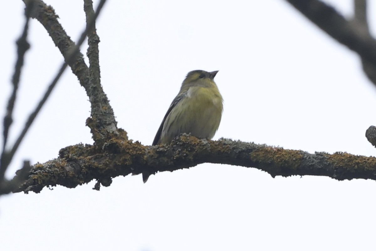 Чиж лісовий - ML625789105