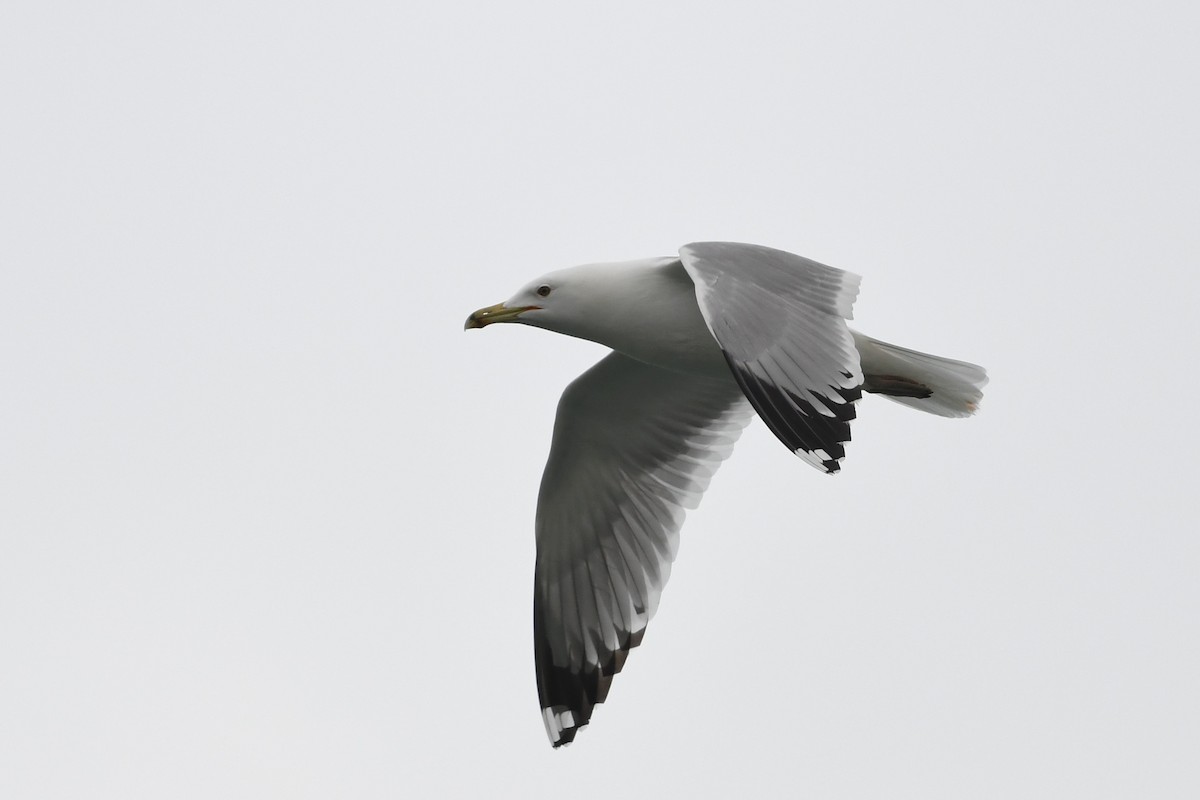 Caspian Gull - ML625789129