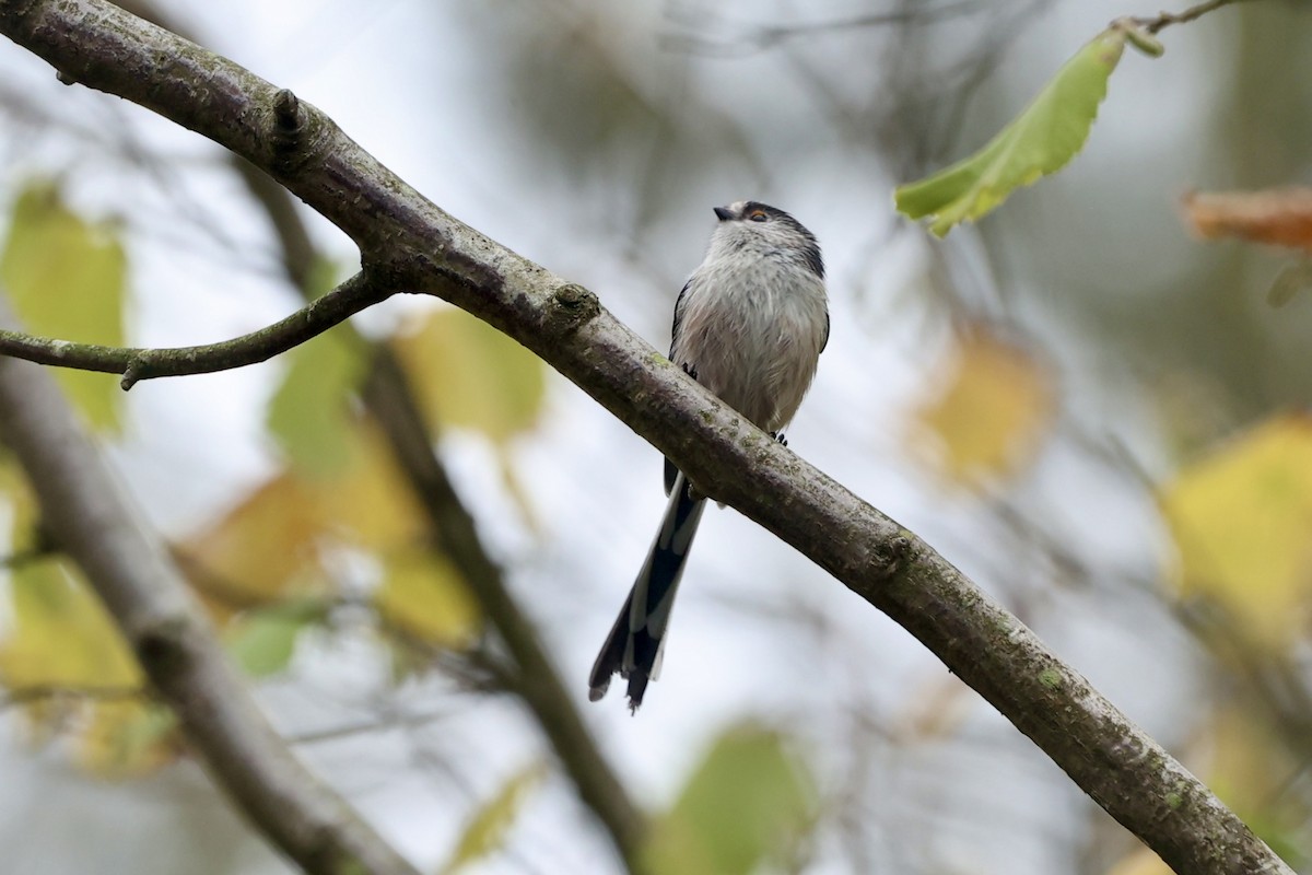 Синиця довгохвоста - ML625789137