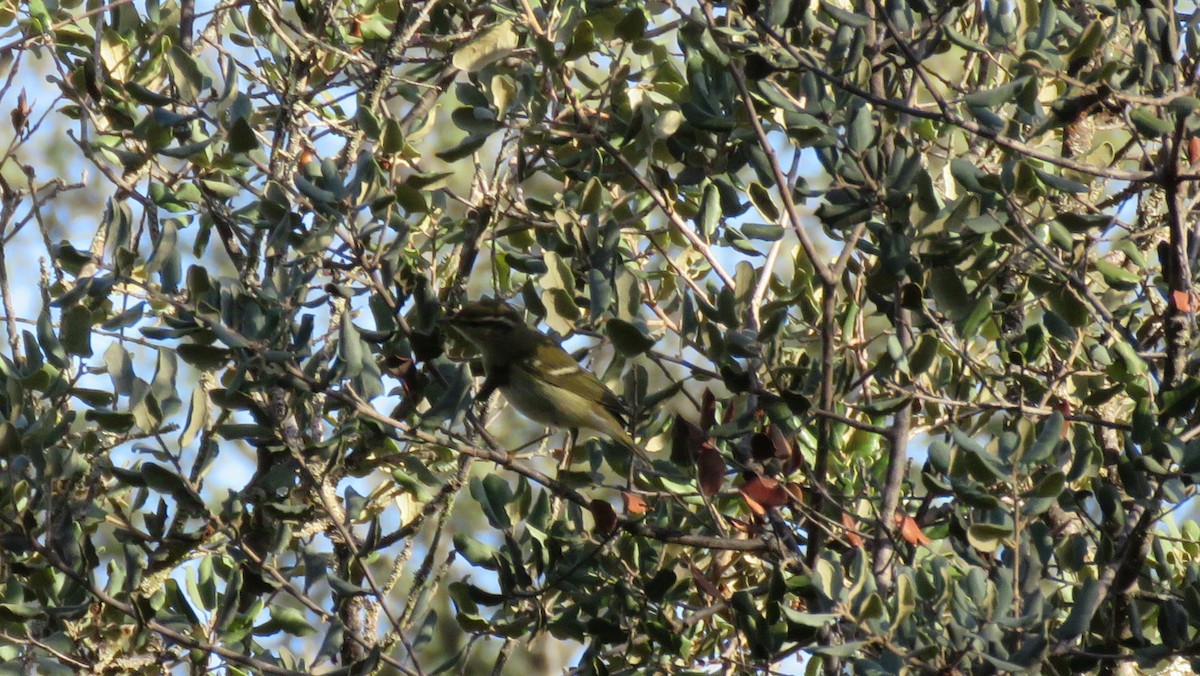 Pouillot à grands sourcils - ML625789191
