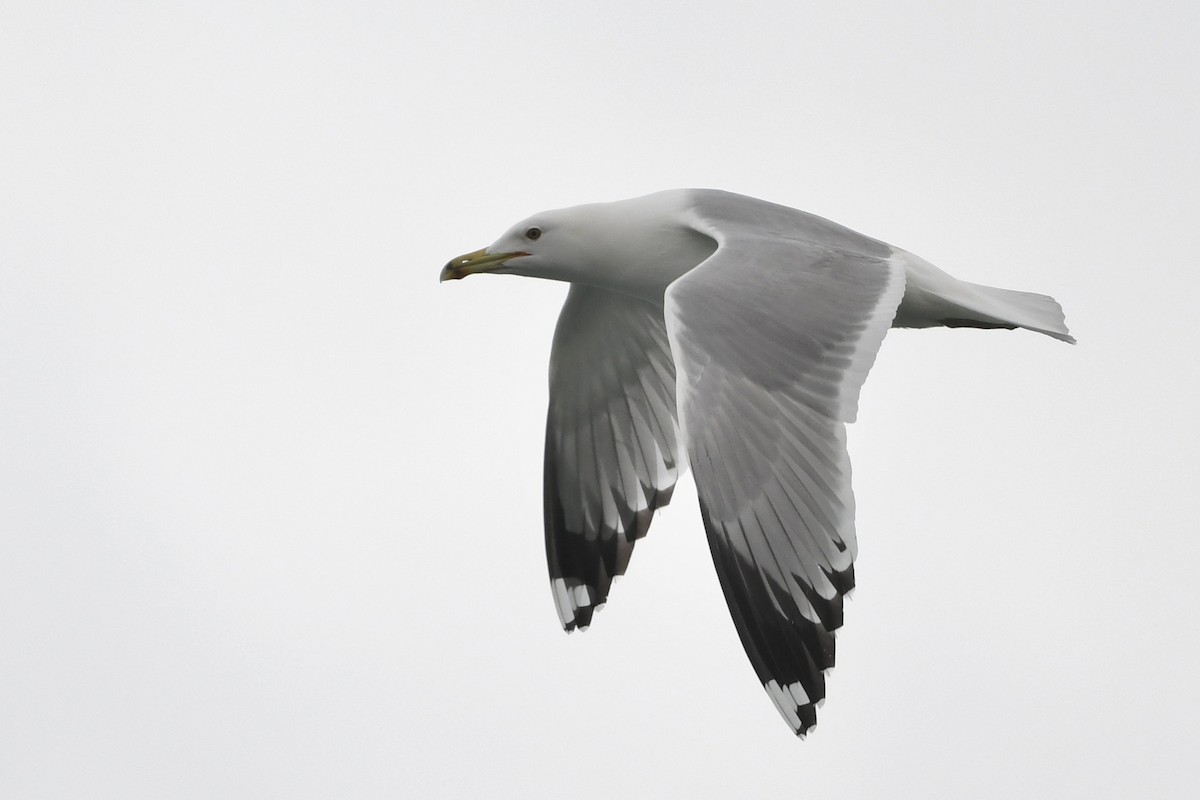 Caspian Gull - ML625789230