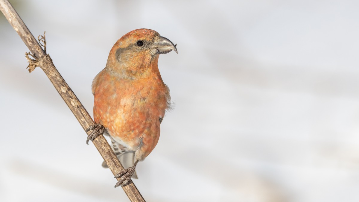 křivka obecná - ML625789231