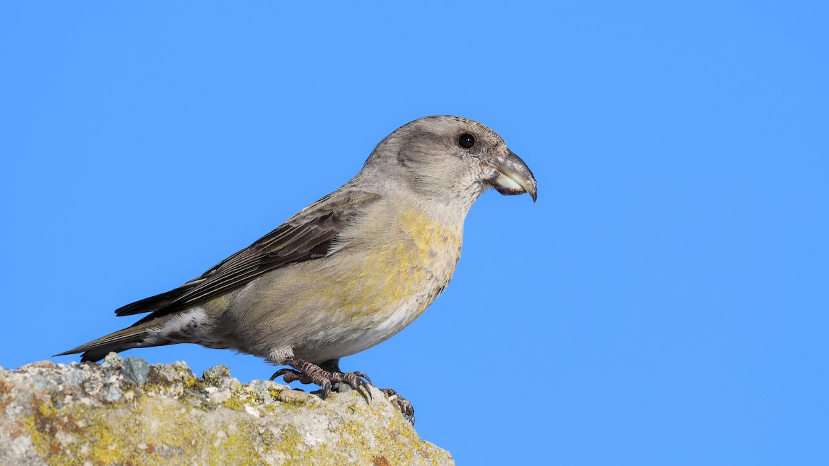 křivka obecná - ML625789234