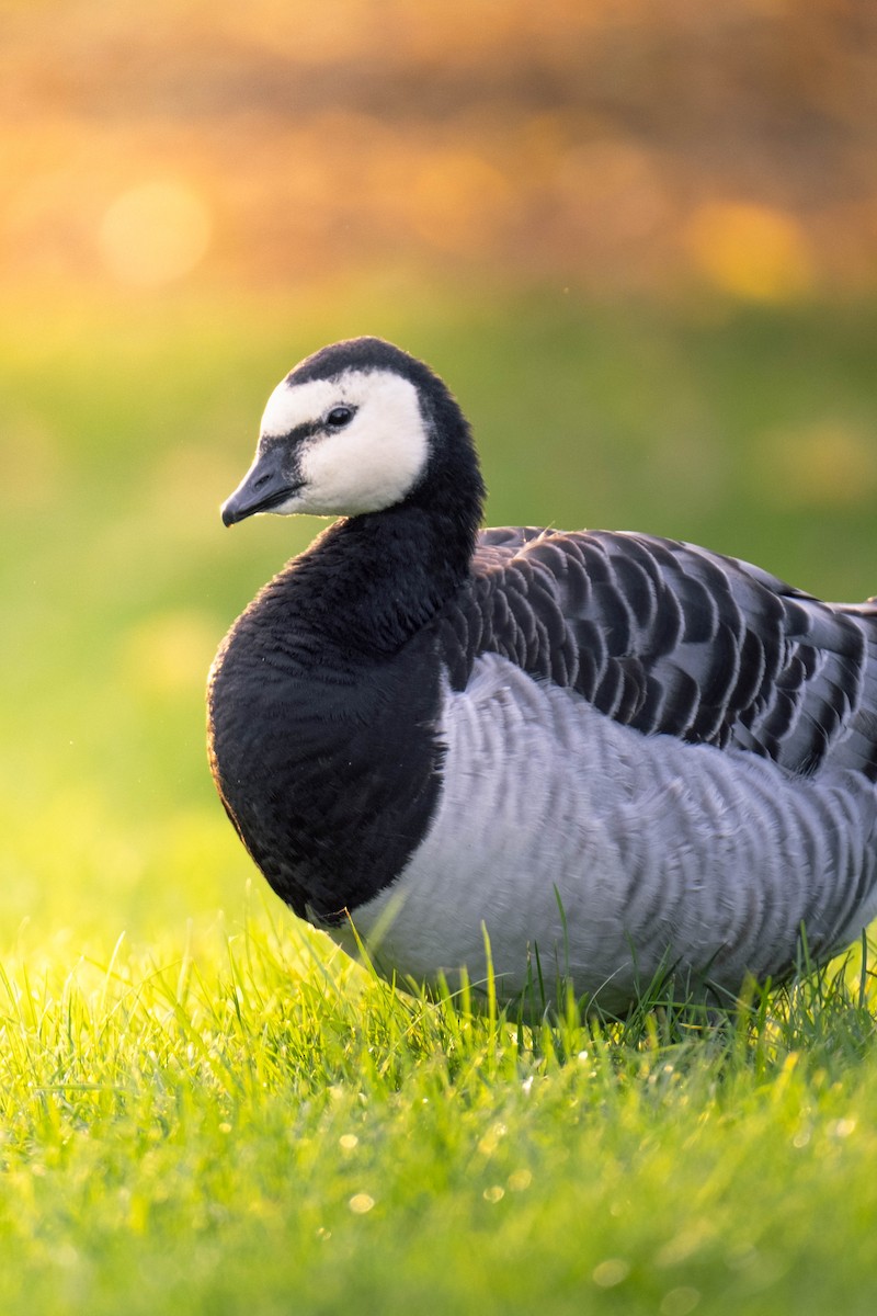 Barnacle Goose - ML625789340