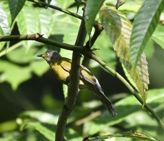 Bulbul Cabecigrís - ML625789349