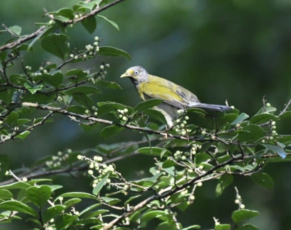 Bulbul Cabecigrís - ML625789350