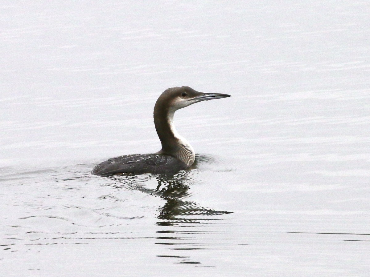 黑喉潛鳥 - ML625789447