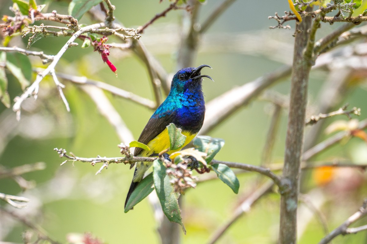 カワリタイヨウチョウ - ML625789811