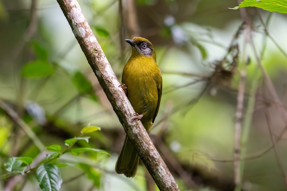 Olive-headed Greenbul - ML625790094