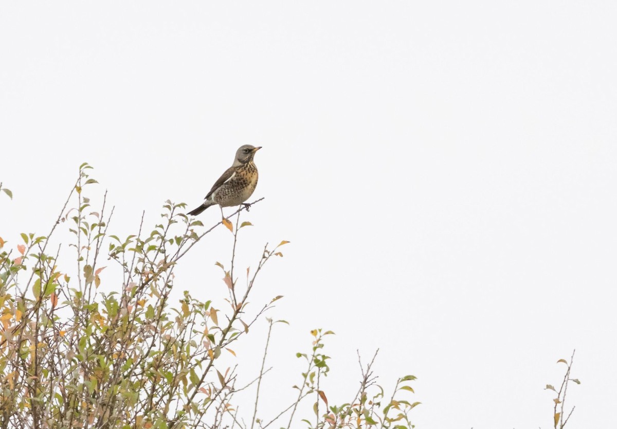 Fieldfare - ML625790117