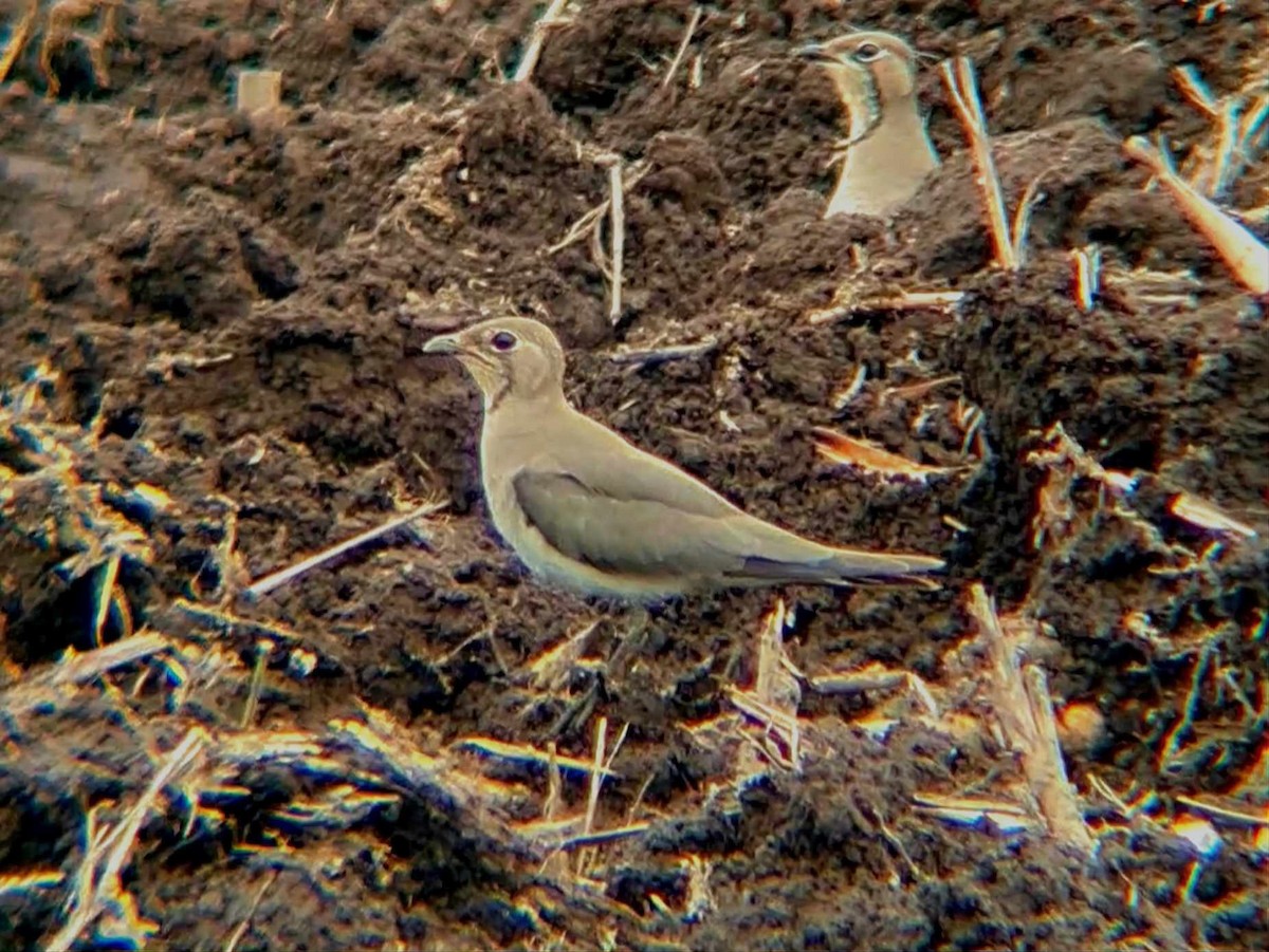 Oriental Pratincole - ML625790450