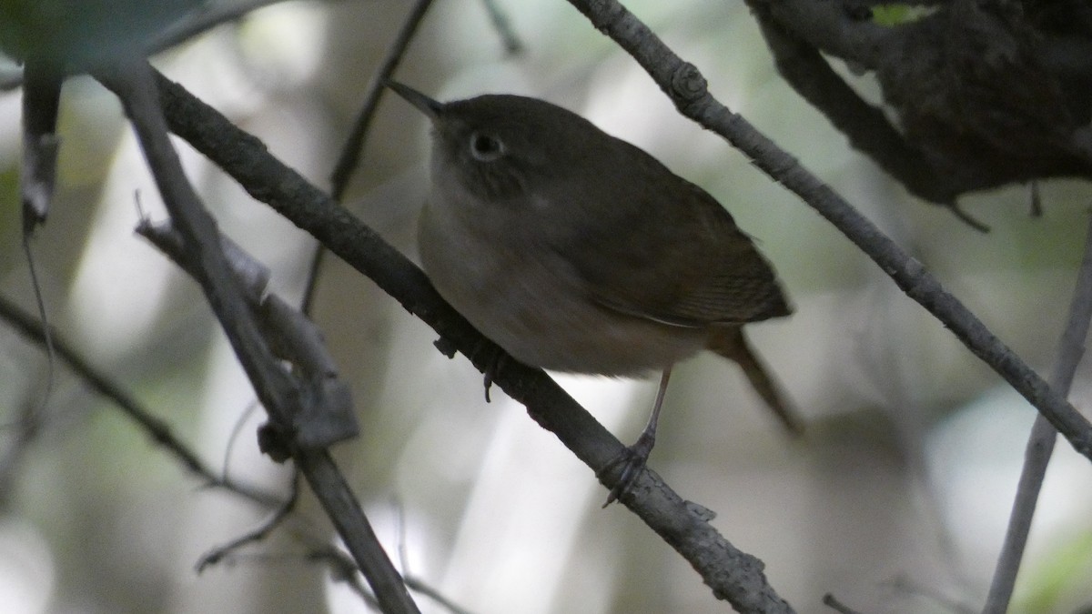 Southern House Wren - ML625790510