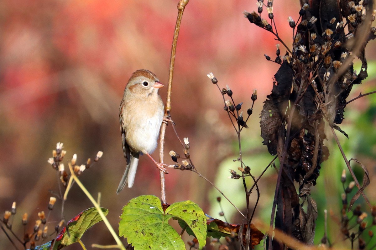 Field Sparrow - ML625790628