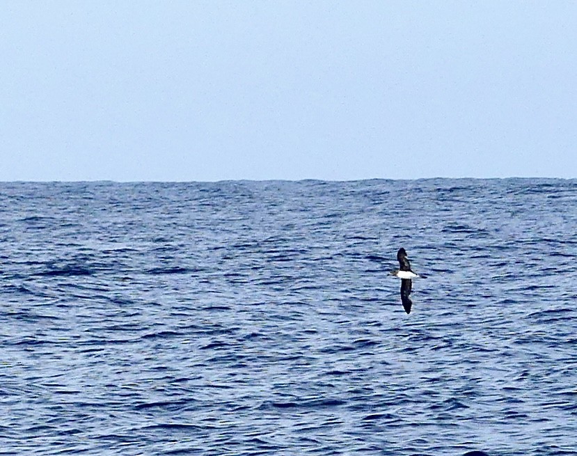 Tahitisturmvogel - ML625790719