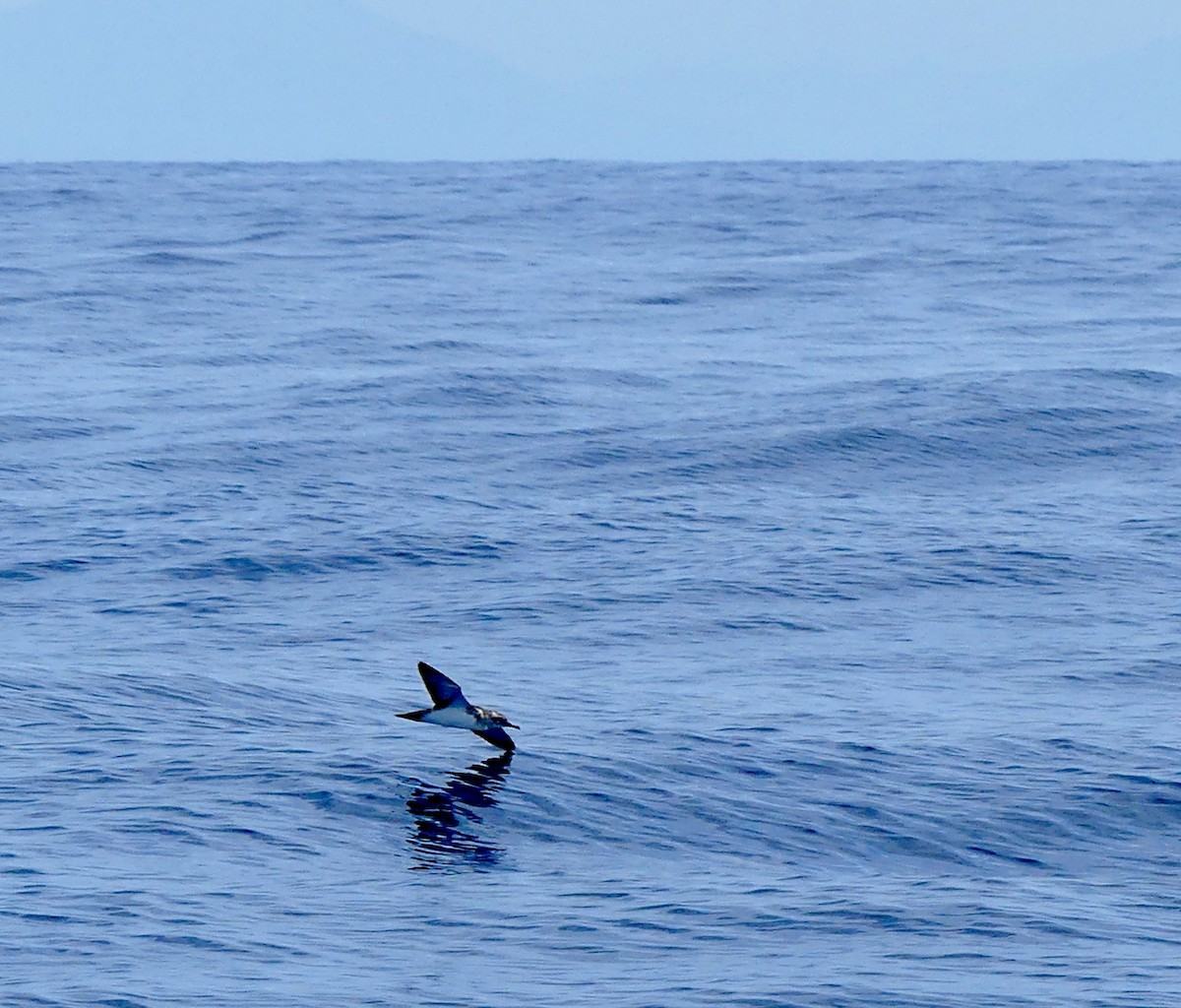 Schwarzsteiß-Sturmtaucher - ML625790738