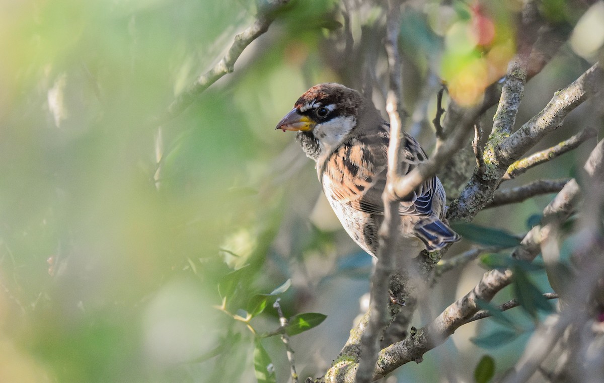 Spanish Sparrow - ML625790783