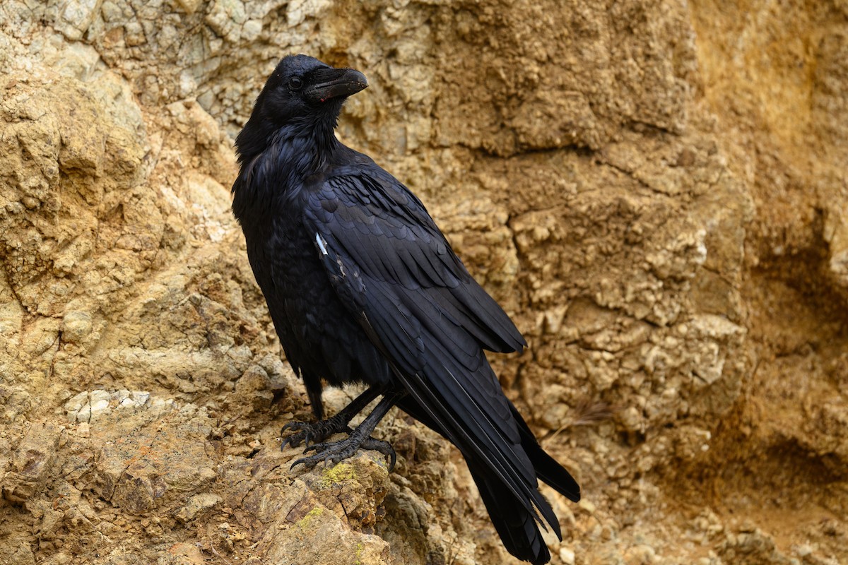 Grand Corbeau - ML625790845