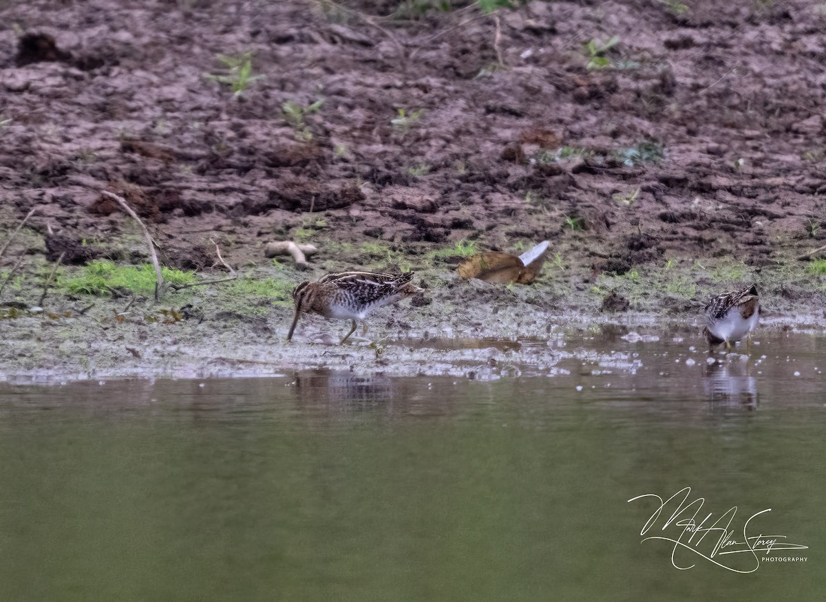 Wilson's Snipe - ML625790862