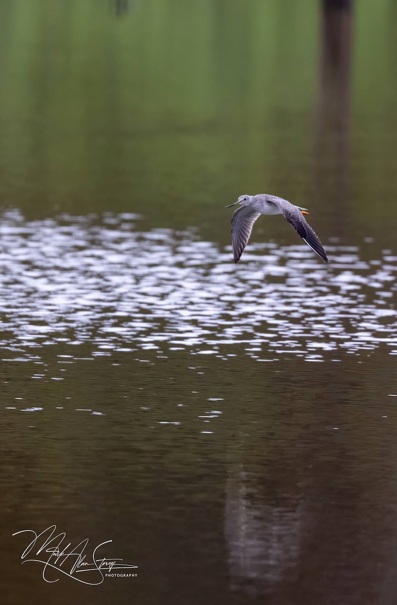 Lesser Yellowlegs - ML625790875