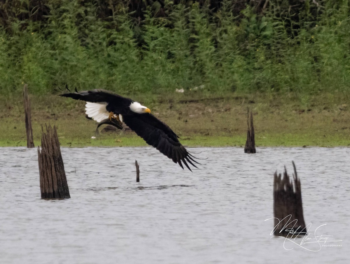 Bald Eagle - ML625790881