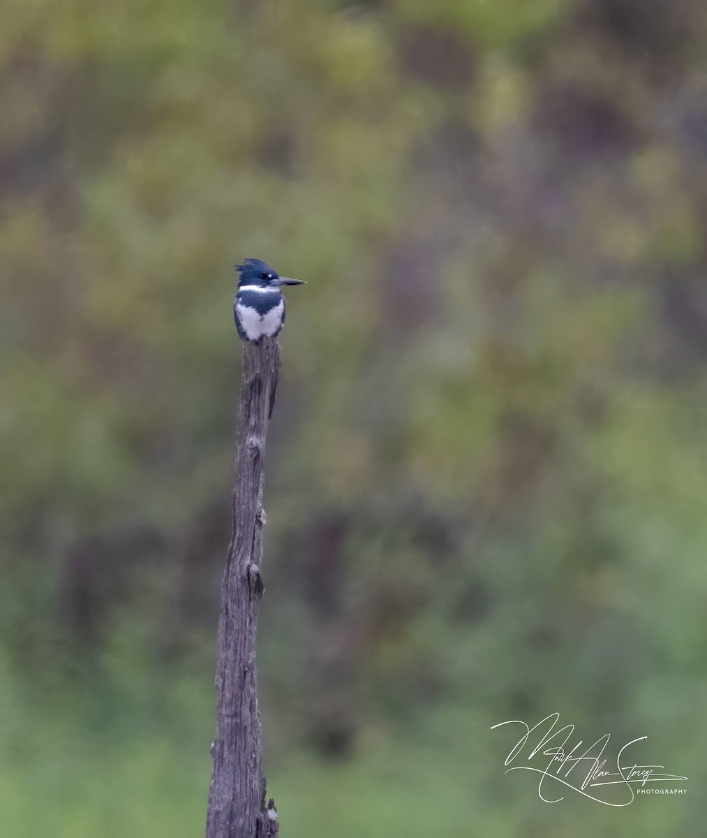 Belted Kingfisher - ML625790895