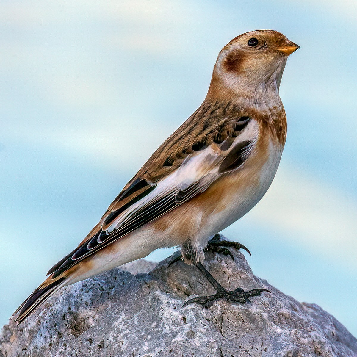 Snow Bunting - ML625790956