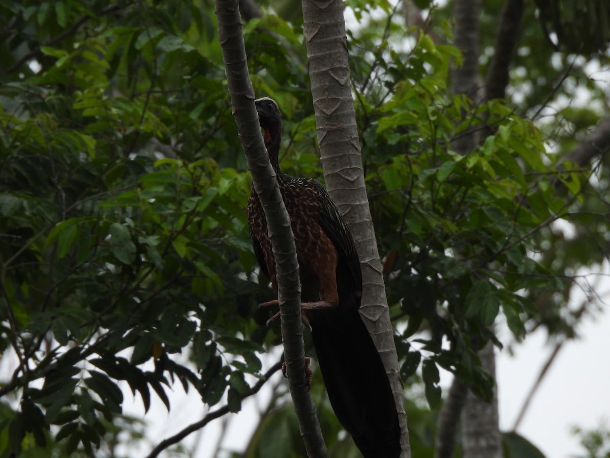 White-crested Guan - ML625790992