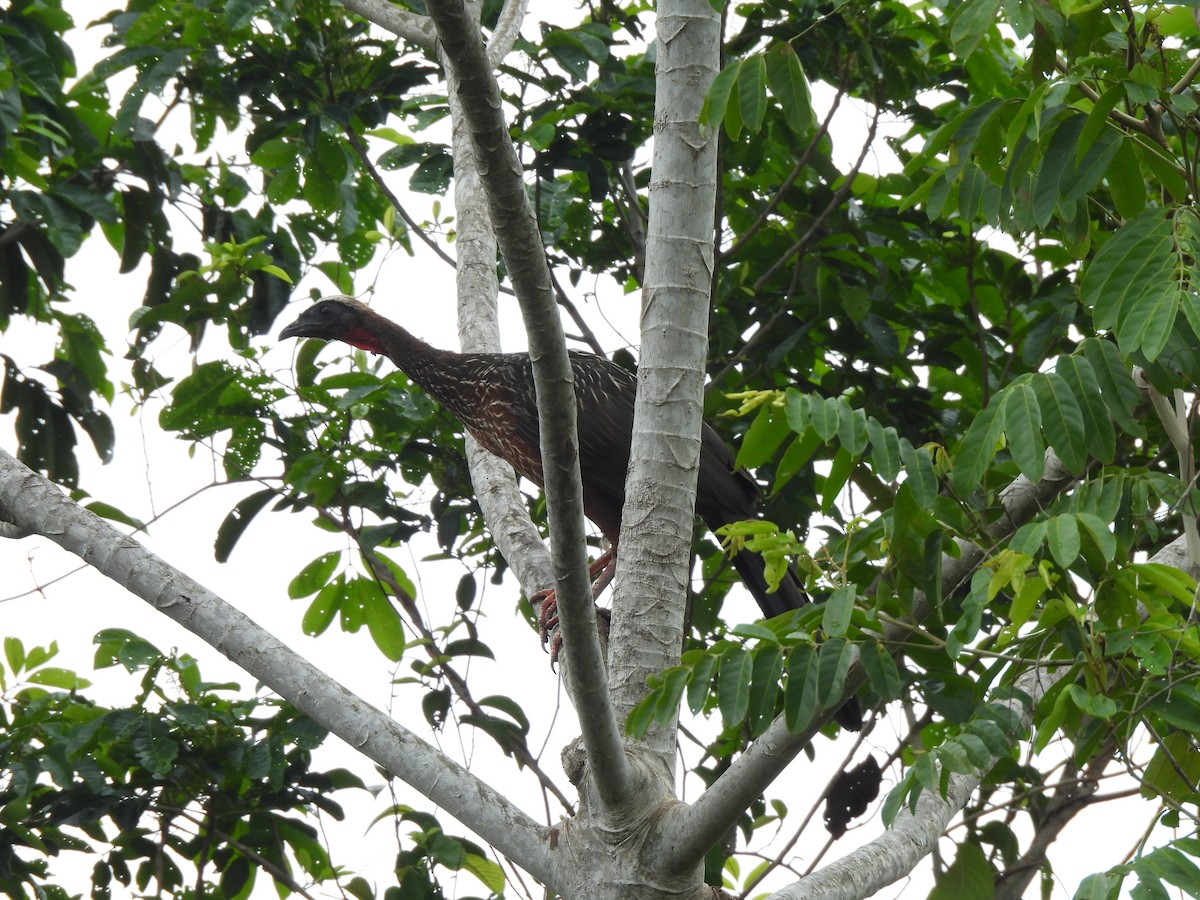 White-crested Guan - ML625790993