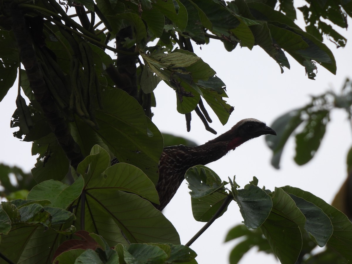 White-crested Guan - ML625790994