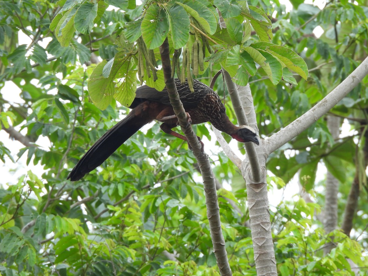 White-crested Guan - ML625790996