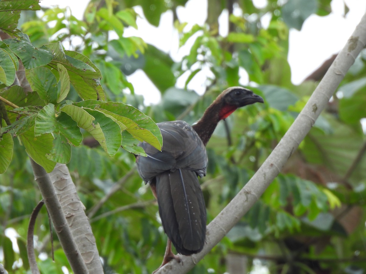 White-crested Guan - ML625790997