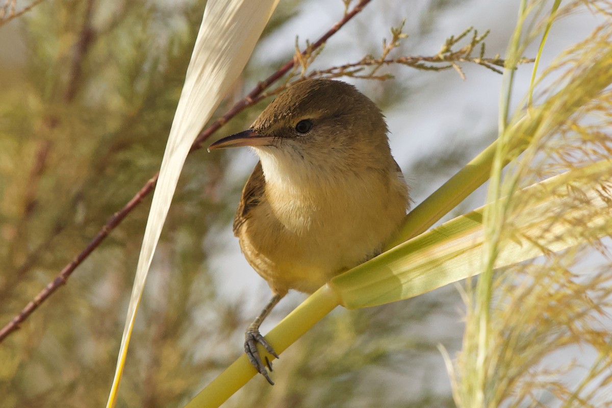 Basra Reed Warbler - ML625791029