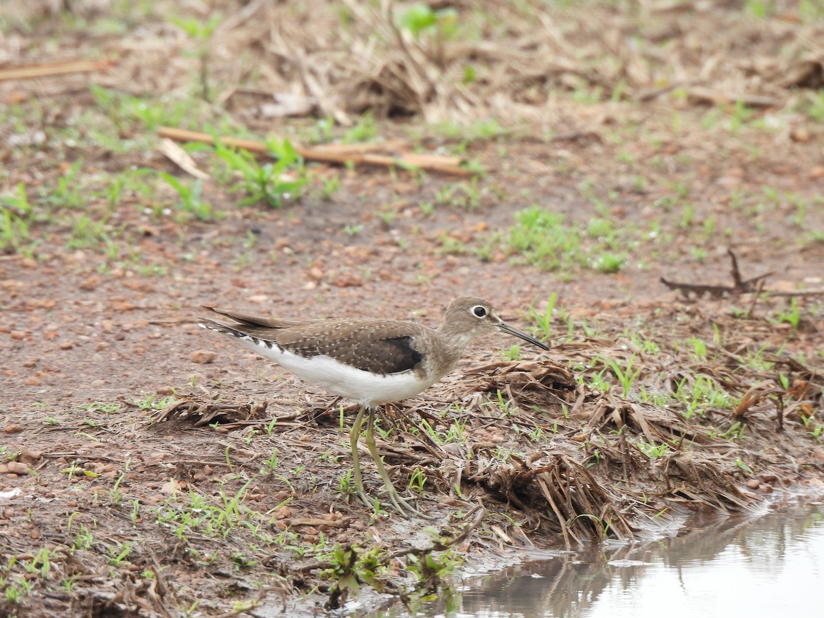 Solitary Sandpiper - Iza Alencar