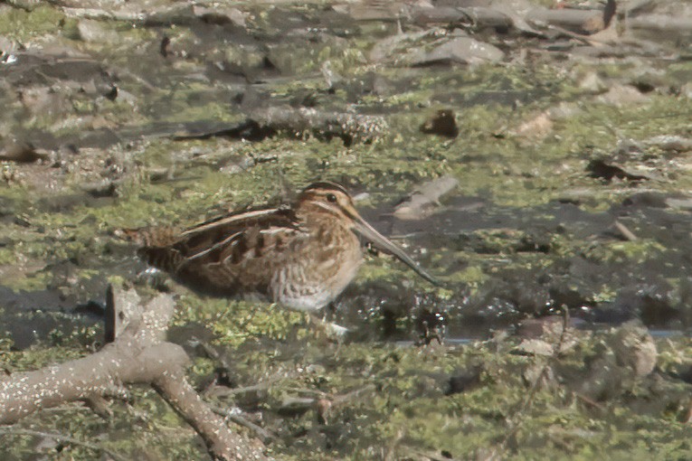 Wilson's Snipe - ML625791463