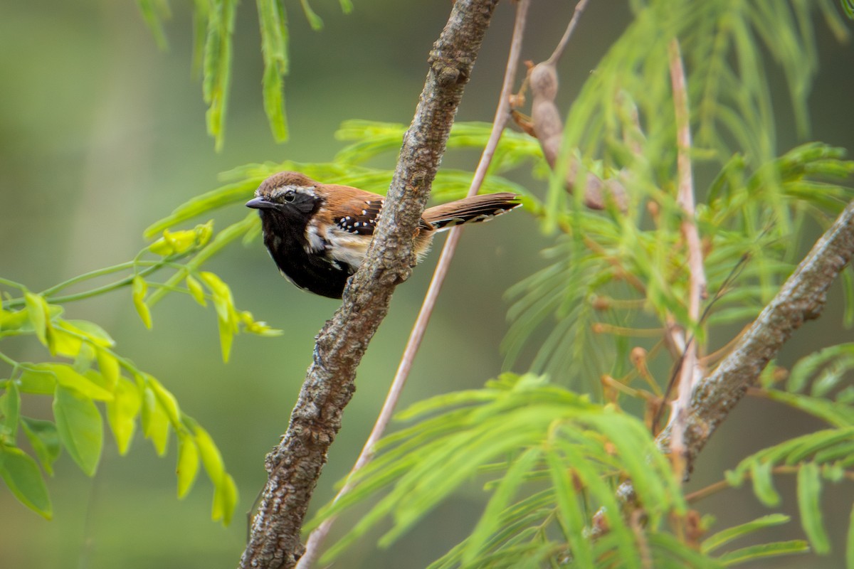 Rusty-backed Antwren - ML625791553