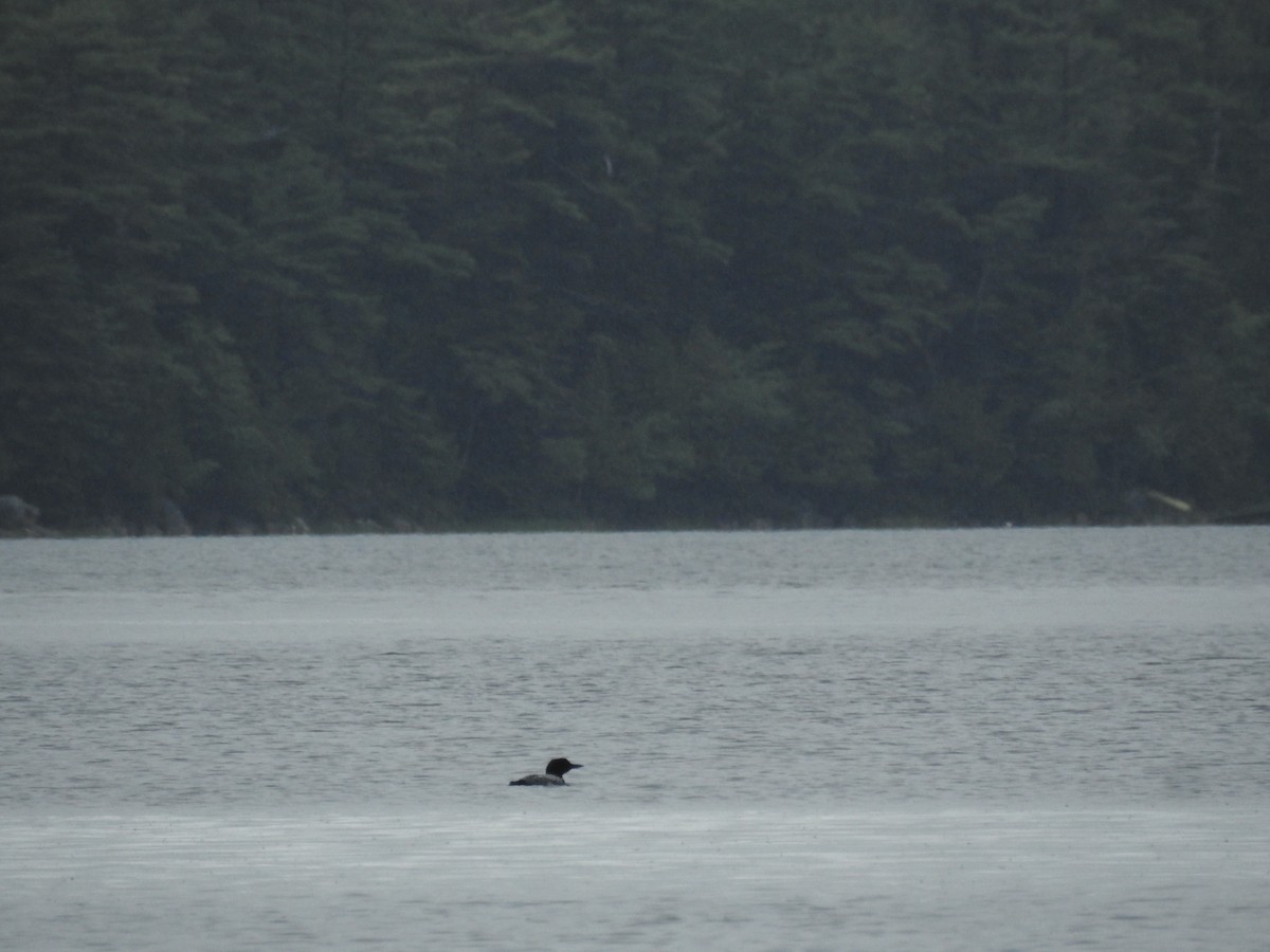 Common Loon - ML625791634