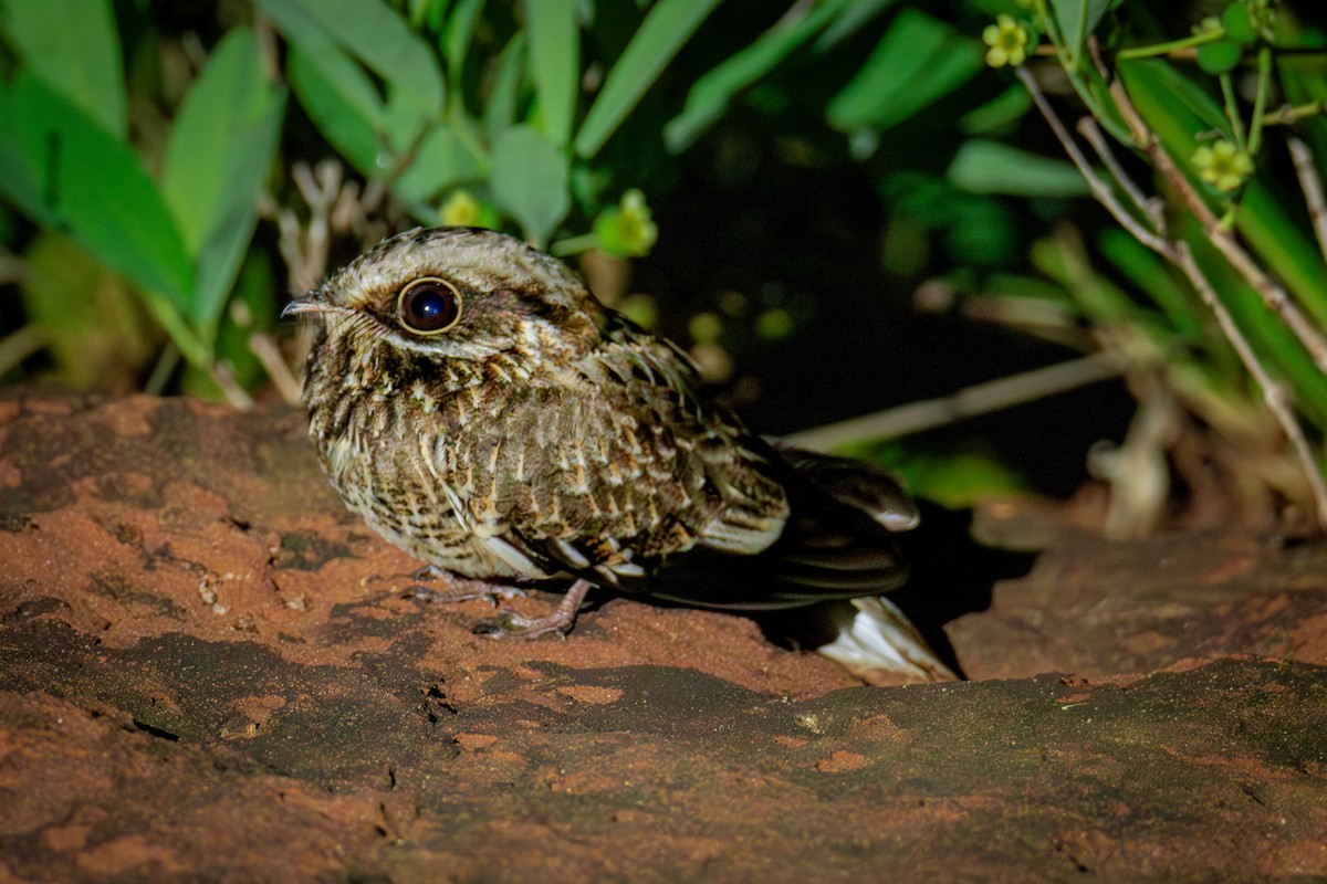 White-winged Nightjar - ML625791682