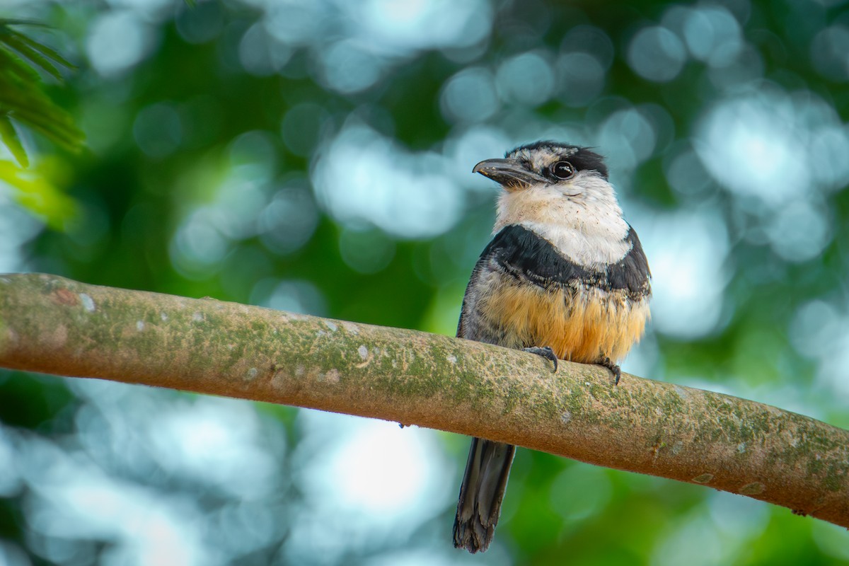 Buff-bellied Puffbird - ML625791778