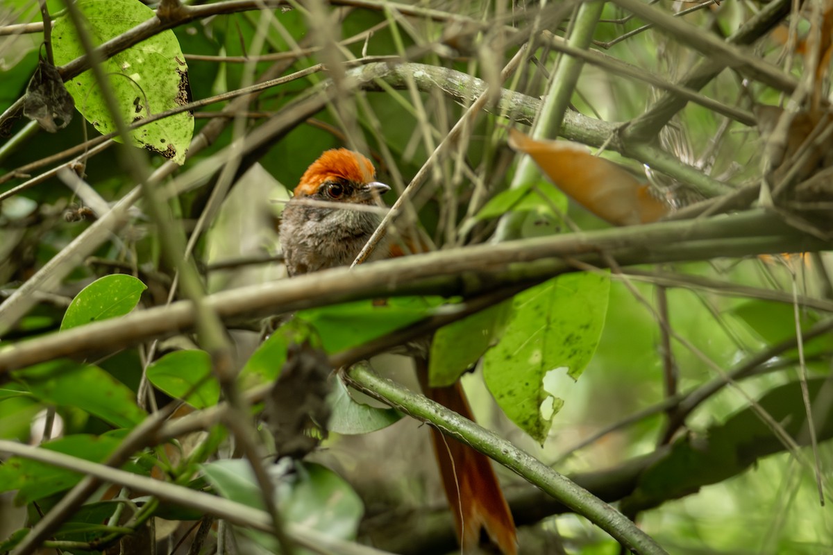 Rufous-capped Spinetail - ML625791790