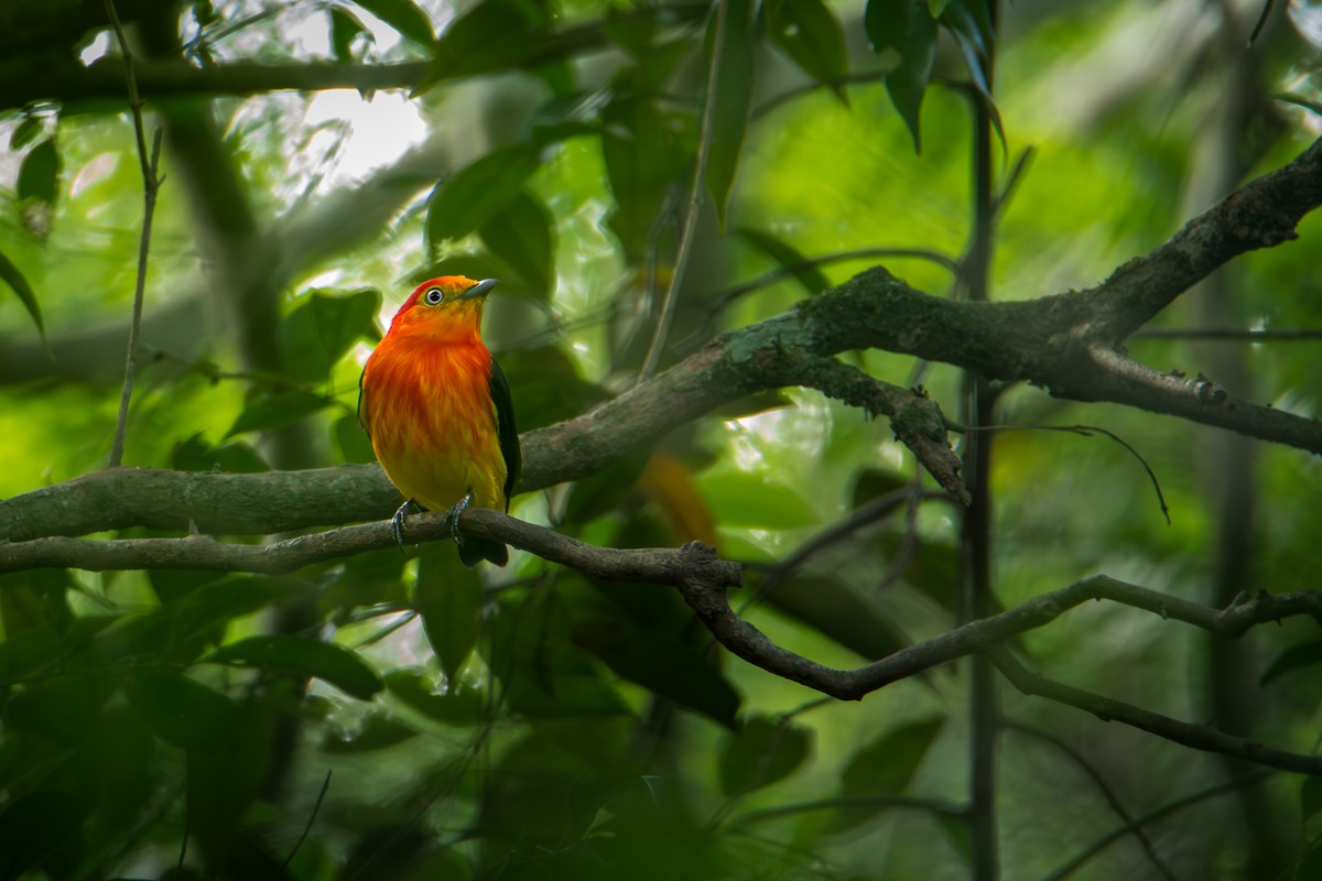 Band-tailed Manakin - ML625791801