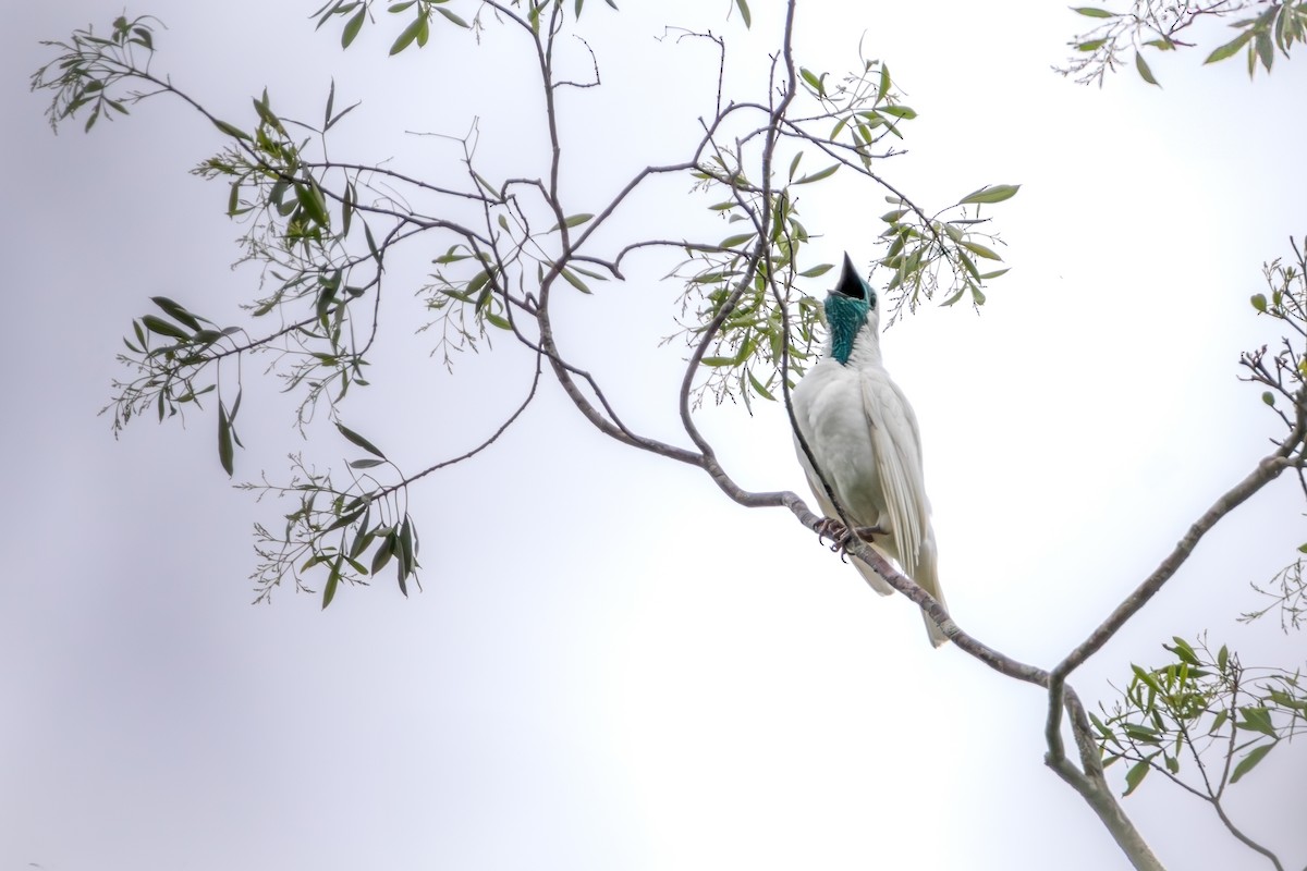 Bare-throated Bellbird - ML625791812