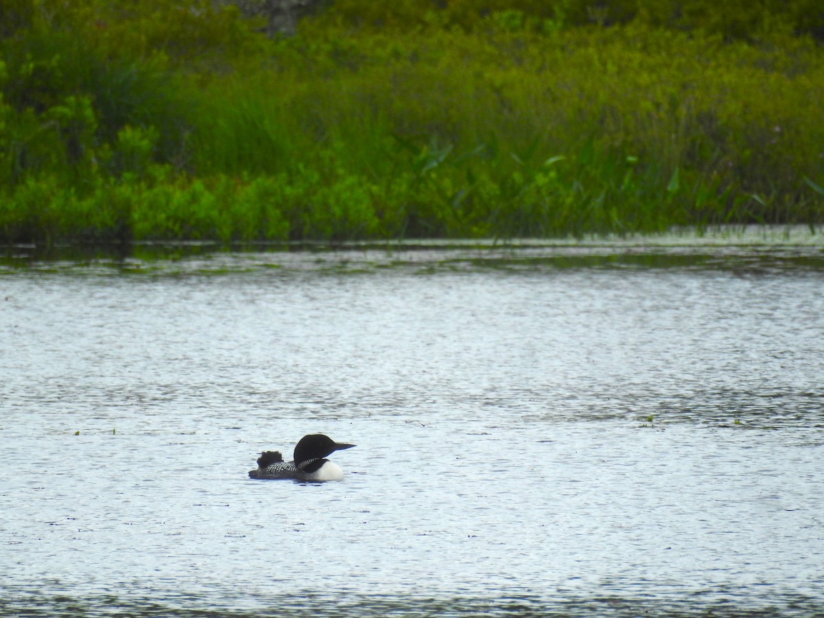 Common Loon - ML625792050