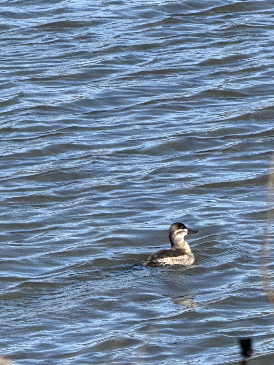 Ruddy Duck - ML625792223