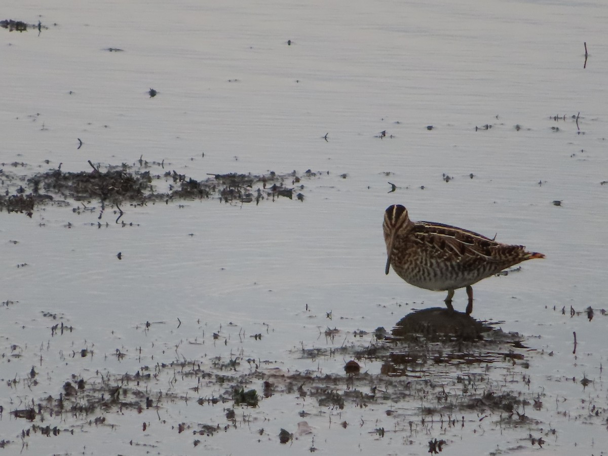 Wilson's Snipe - ML625792397