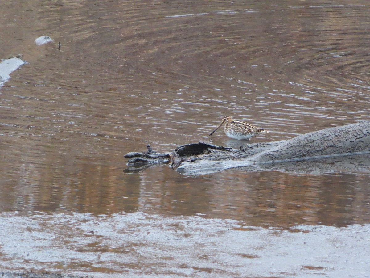 Wilson's Snipe - ML625792398